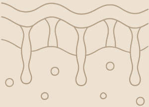 Collagen and elastin levels drop